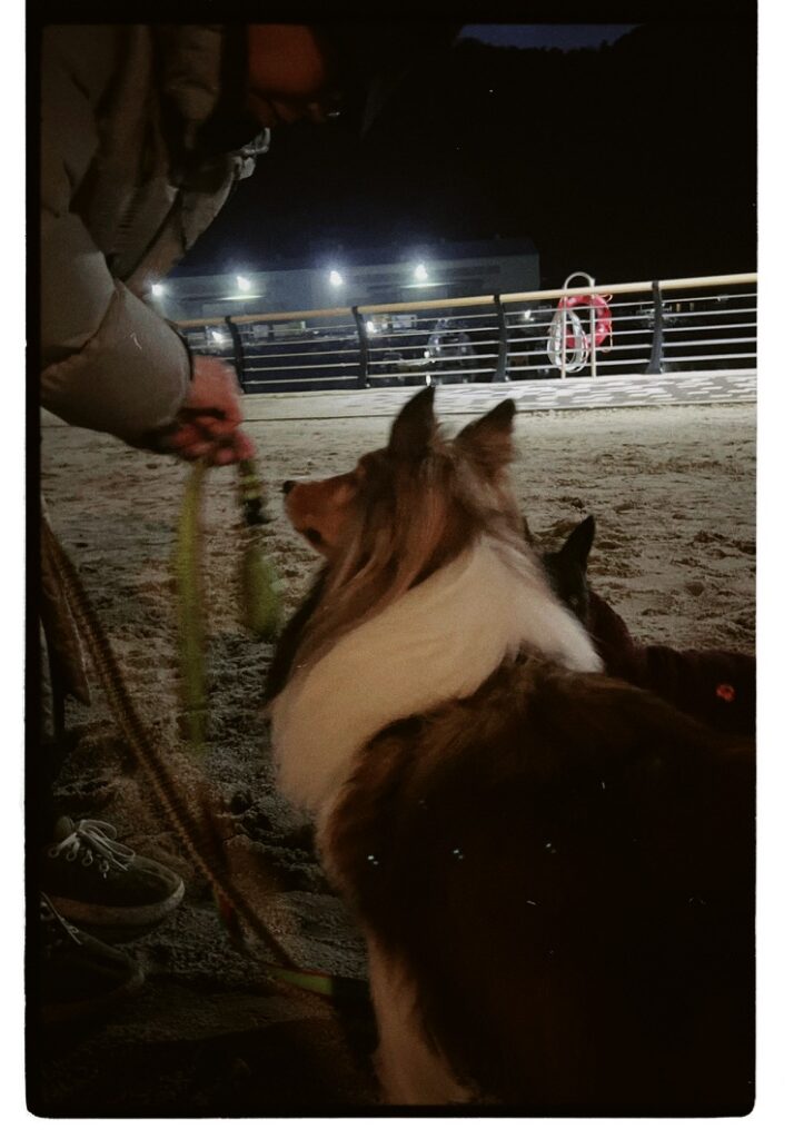 저녁에 함께 산책하는 희와 담의 사진