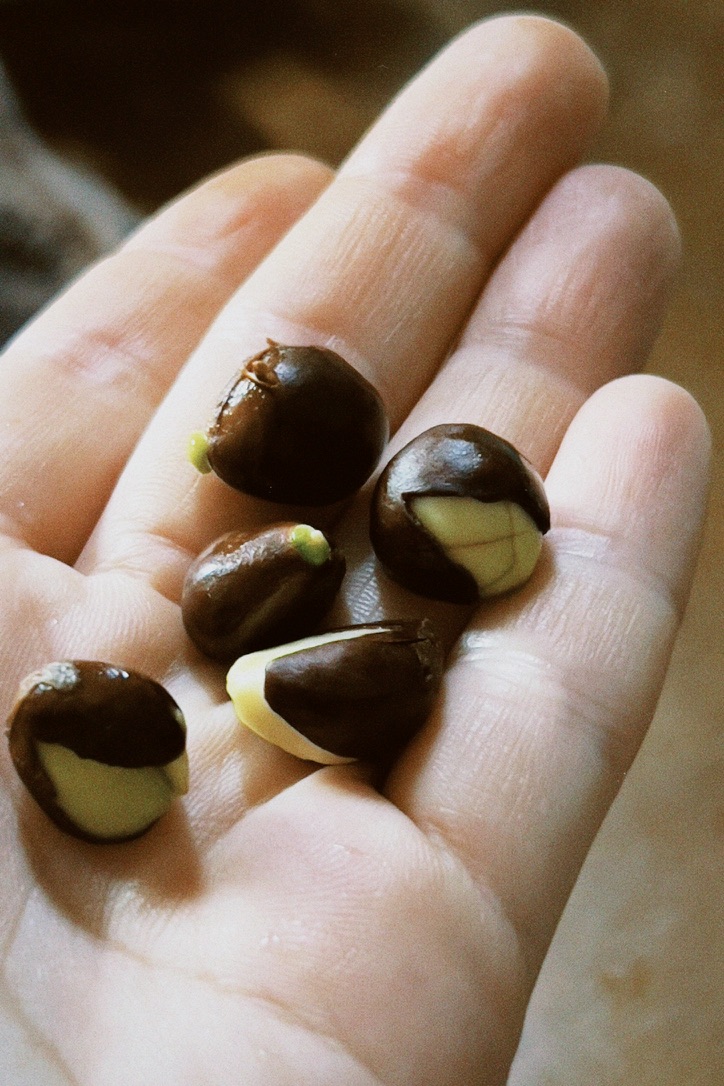 몇 알은 발아 중이라 밭으로 직행.