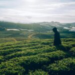 person on green grass field