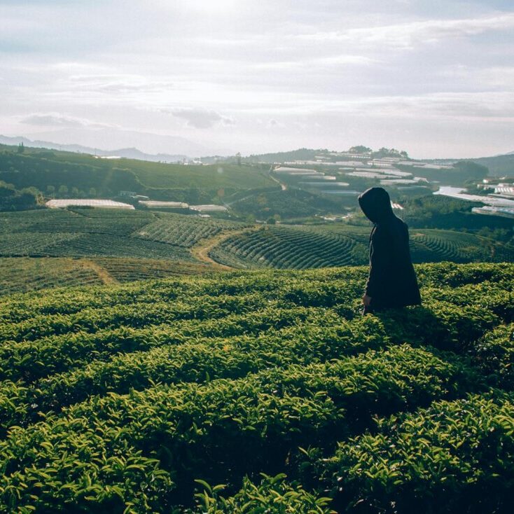 person on green grass field