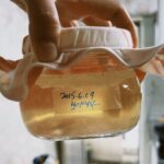 콤부차(Kombucha), 건강한 기포 속 작은 발효의 세계