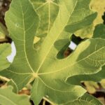 무화과, 올해는 열매 말고 잎으로 여름을 보내기로. – 무화과잎 활용기