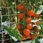 방울토마토 수확, 여름을 병에 담다.- 방울토마토 마리네이드 만들기